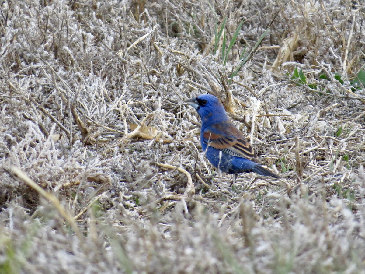 Blue Grosbeak - ML642673105