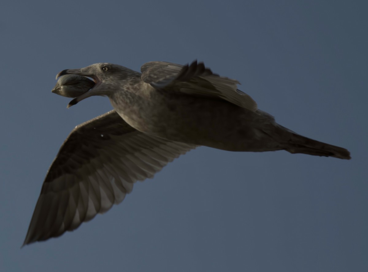 American Herring Gull - ML642673109