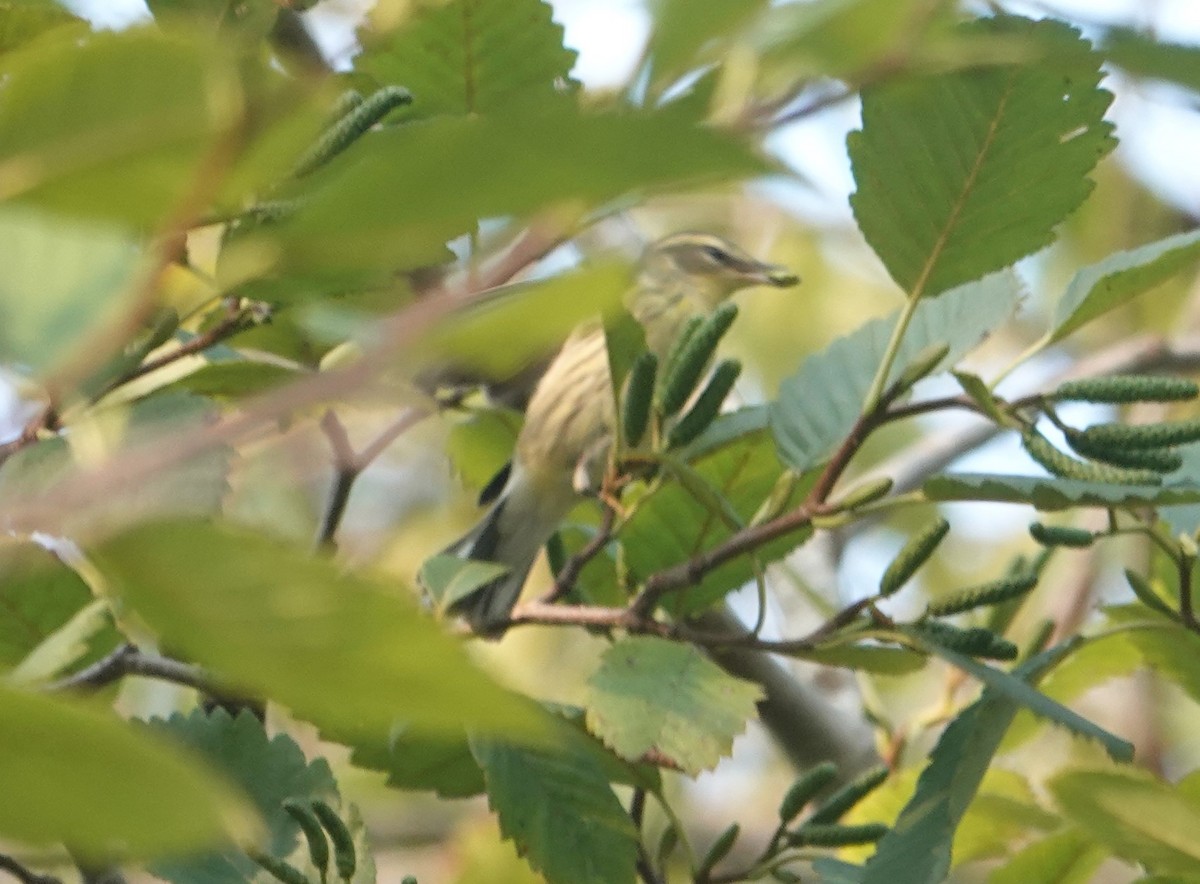 Blackburnian Warbler - ML642673113