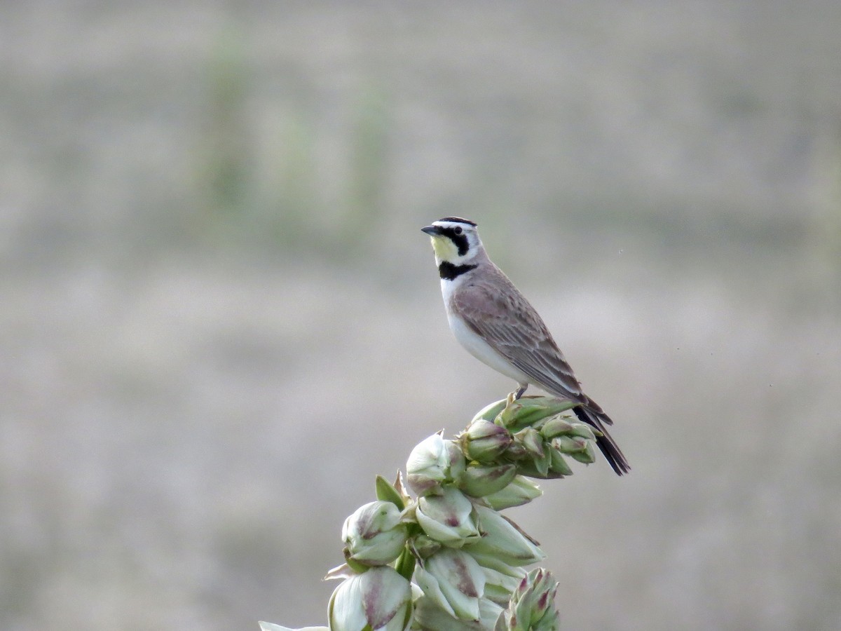 Horned Lark - ML642673114