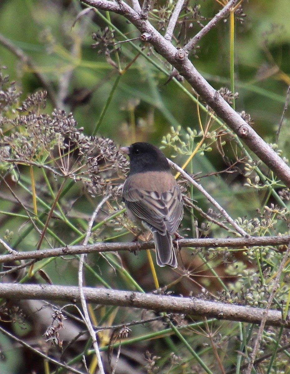 Dark-eyed Junco - ML642673116