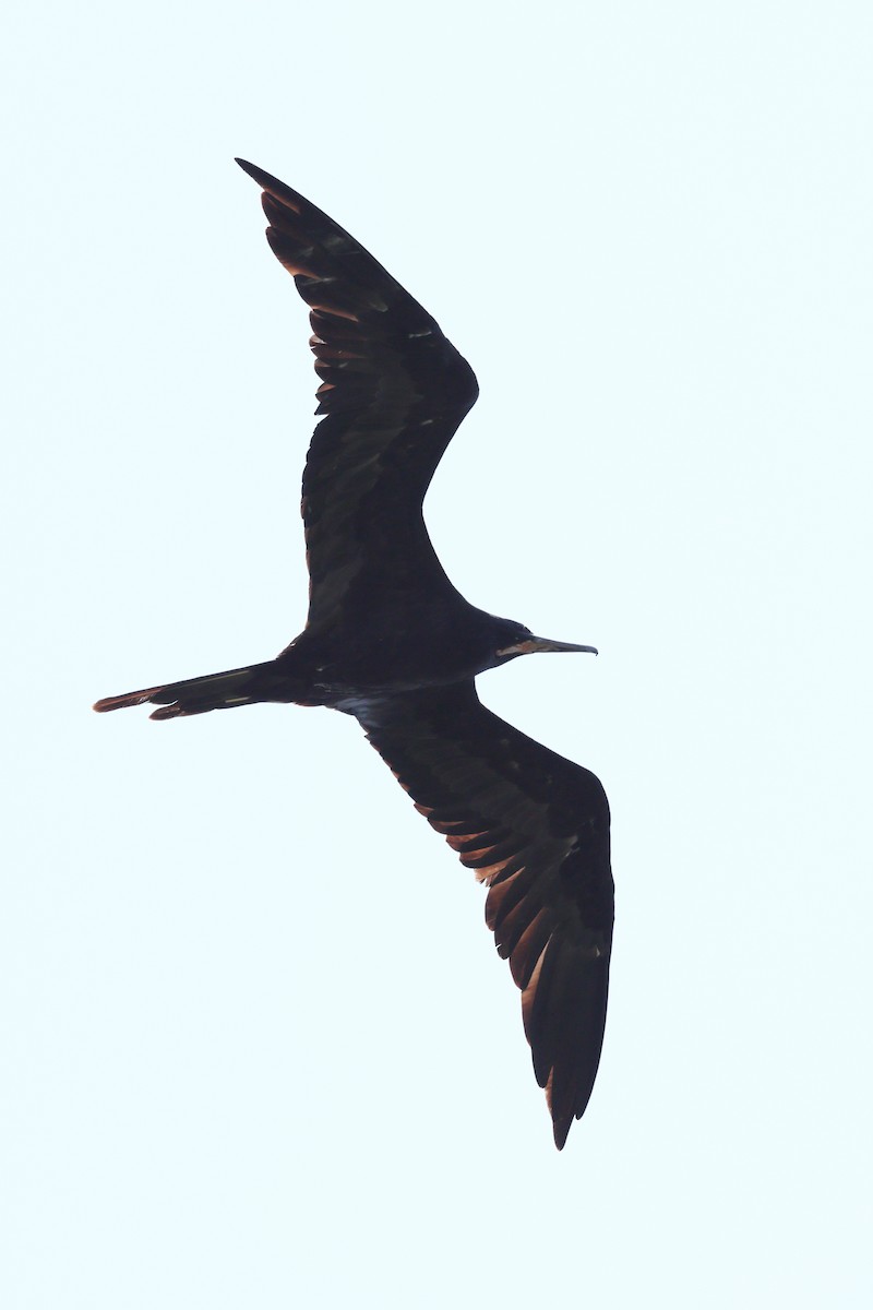 Magnificent Frigatebird - ML642673117