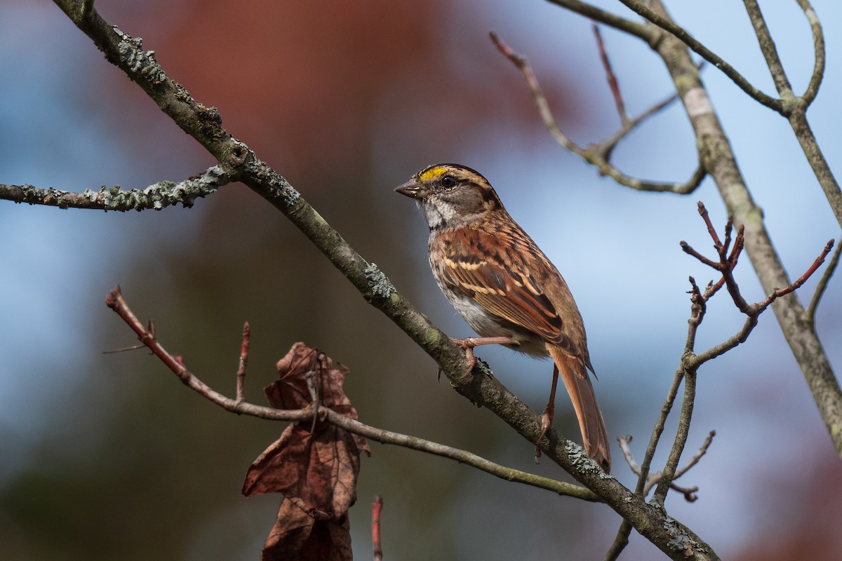White-throated Sparrow - ML642673118