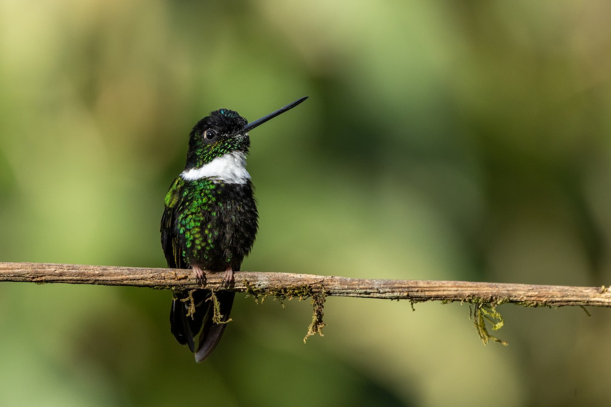 Collared Inca (Collared) - ML642673120