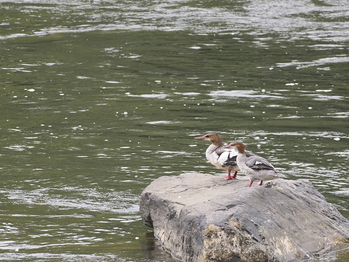 Common Merganser - ML642673121