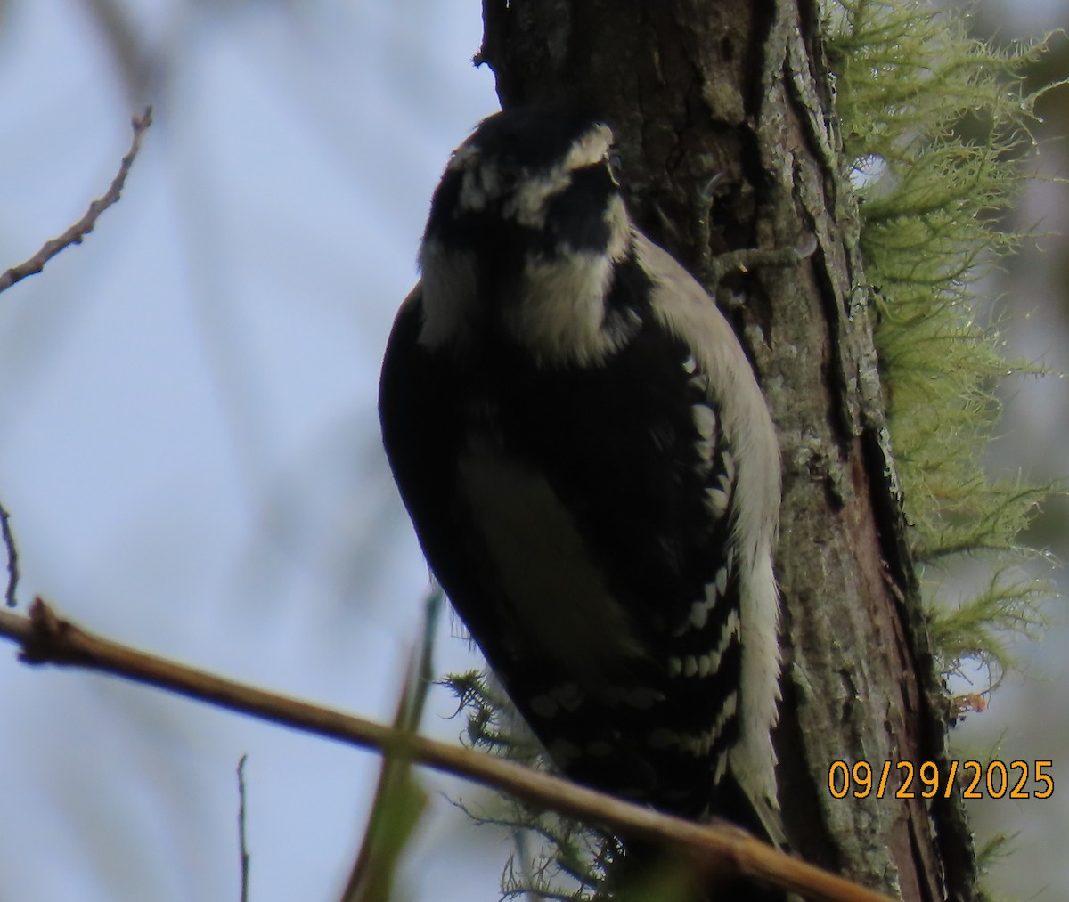 Downy Woodpecker - ML642673131