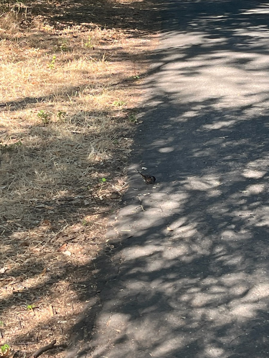 California Towhee - ML642673145