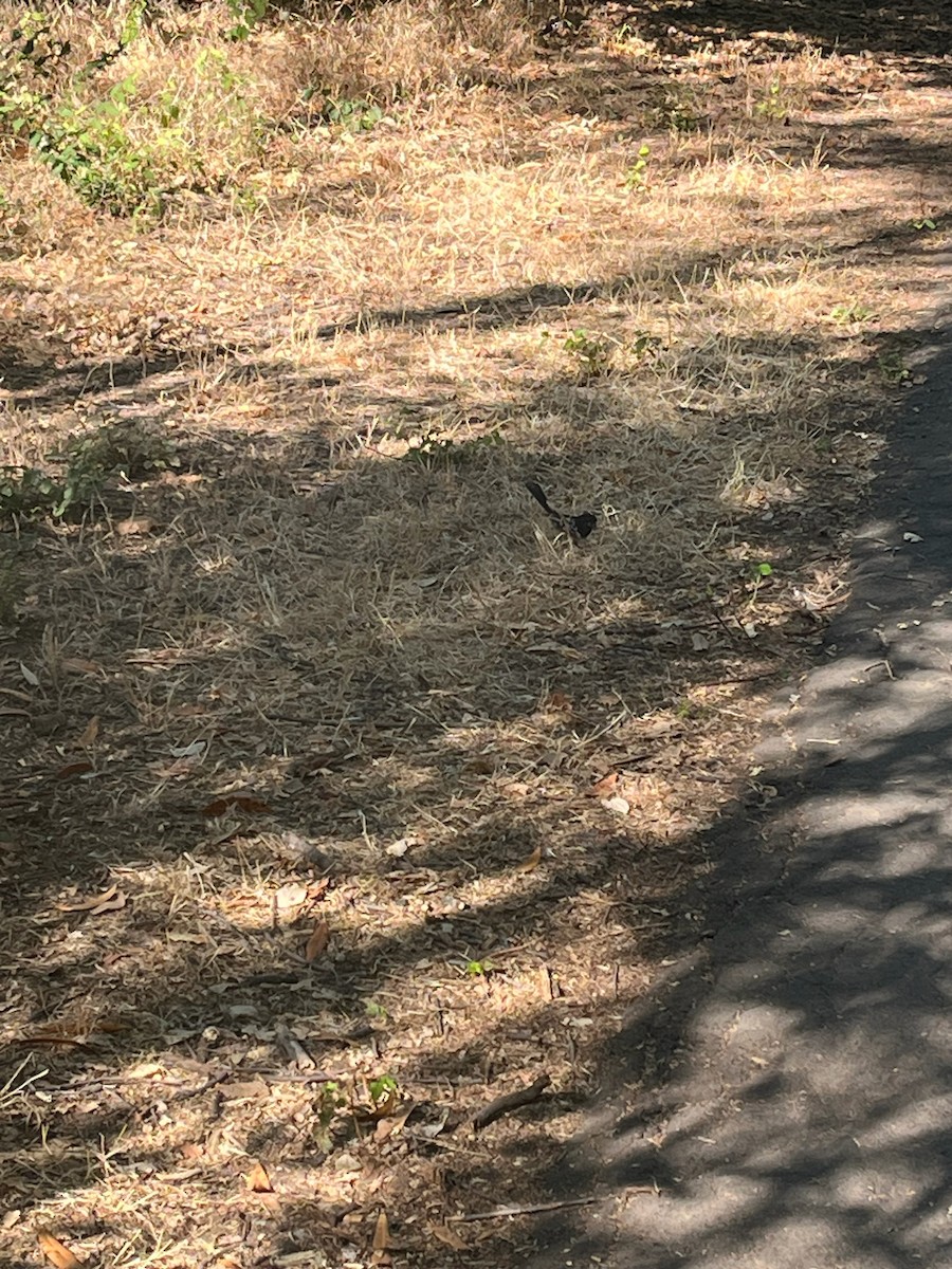 California Towhee - ML642673146