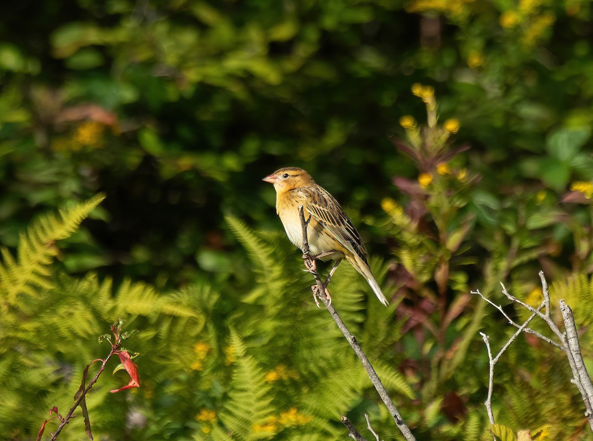 Bobolink - ML642673150