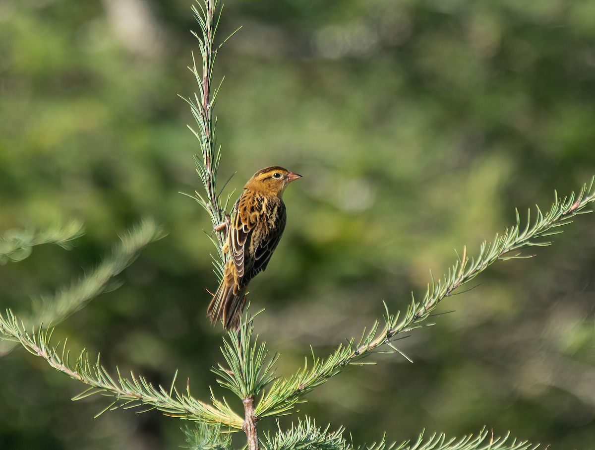 Bobolink - ML642673152