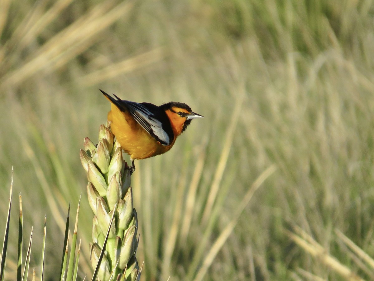 Bullock's Oriole - ML642673154