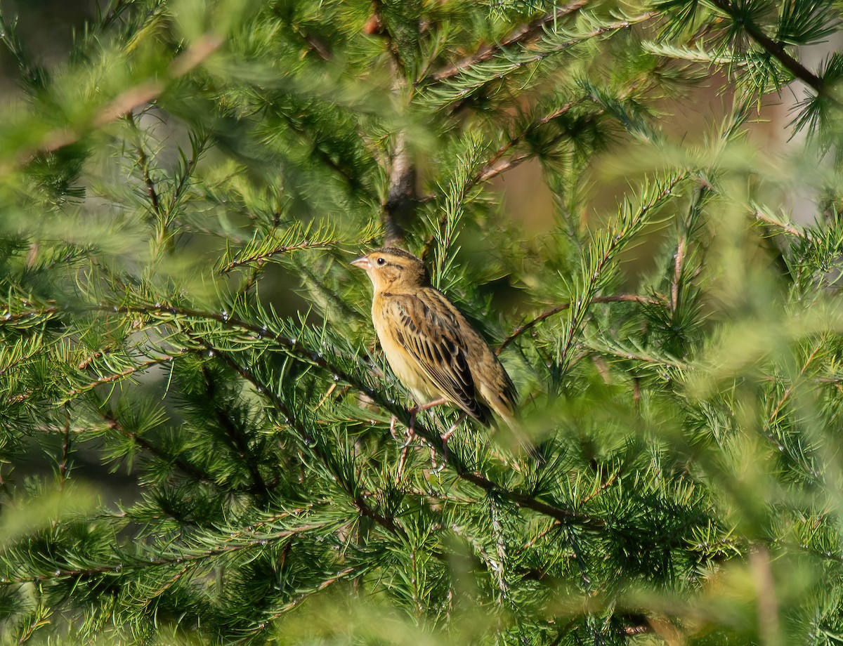 Bobolink - ML642673155