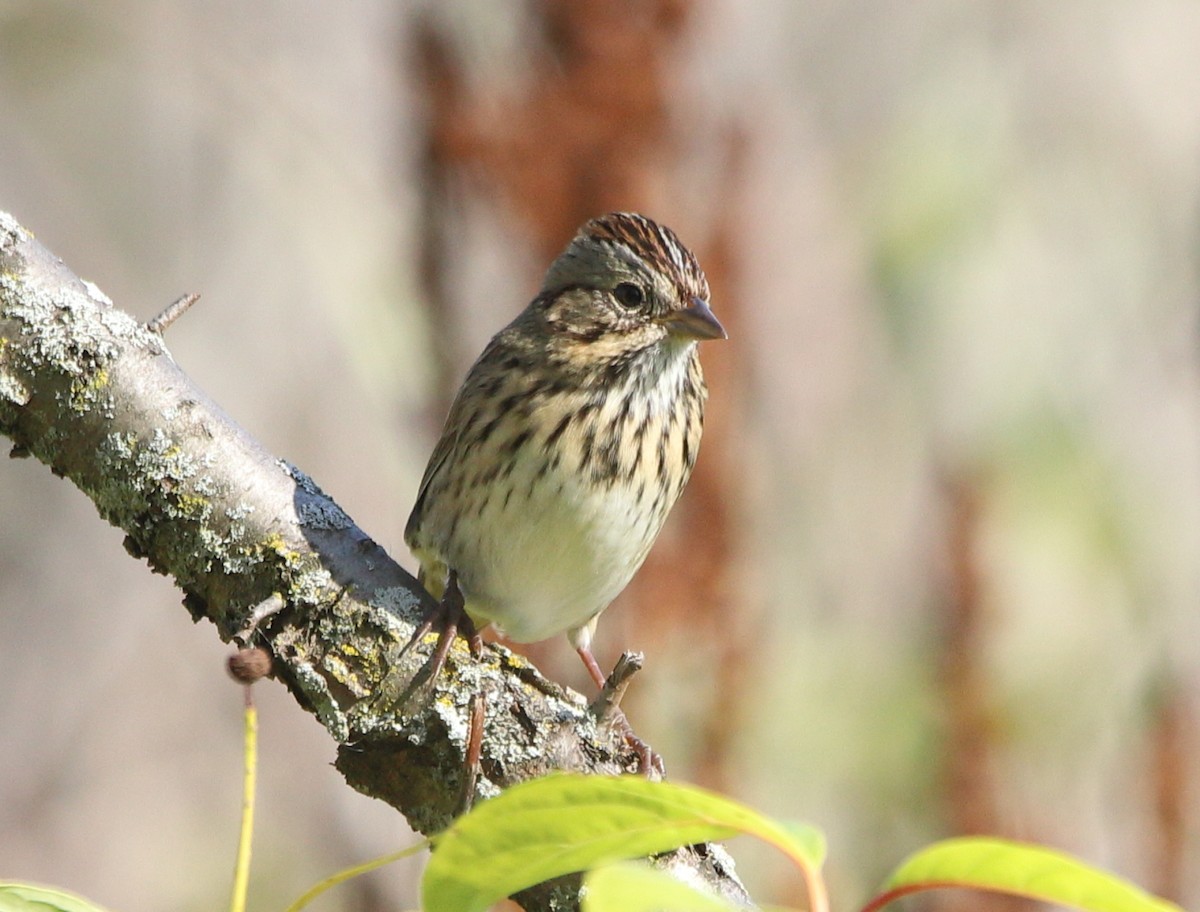 Lincoln's Sparrow - ML642673166