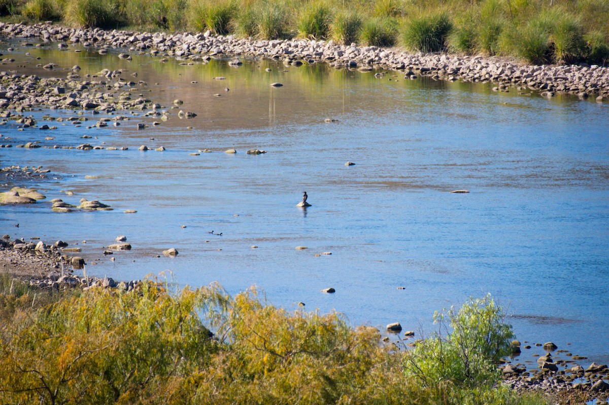 Neotropic Cormorant - ML642673171