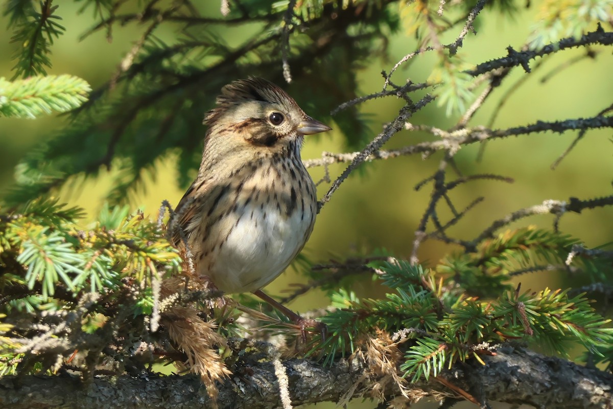 Lincoln's Sparrow - ML642673172