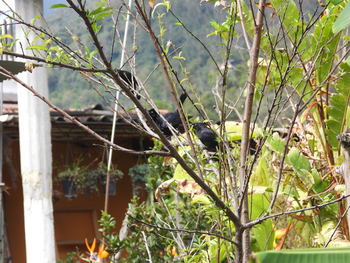 Carib Grackle - ML642673183