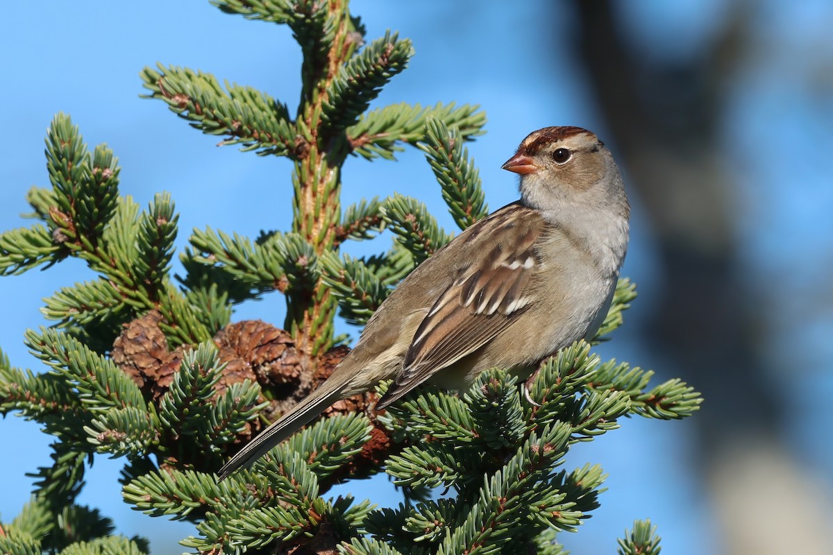 White-crowned Sparrow - ML642673184