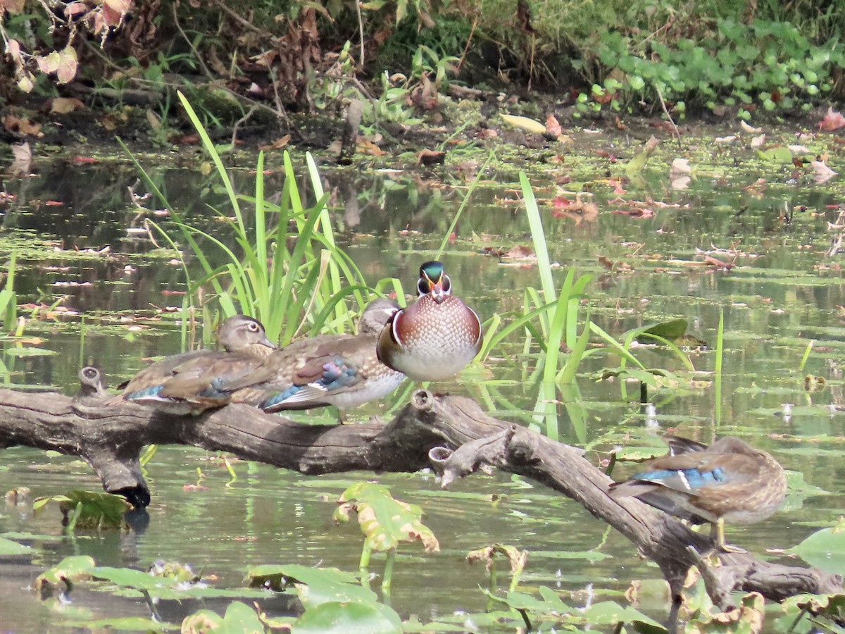 Wood Duck - ML642673197