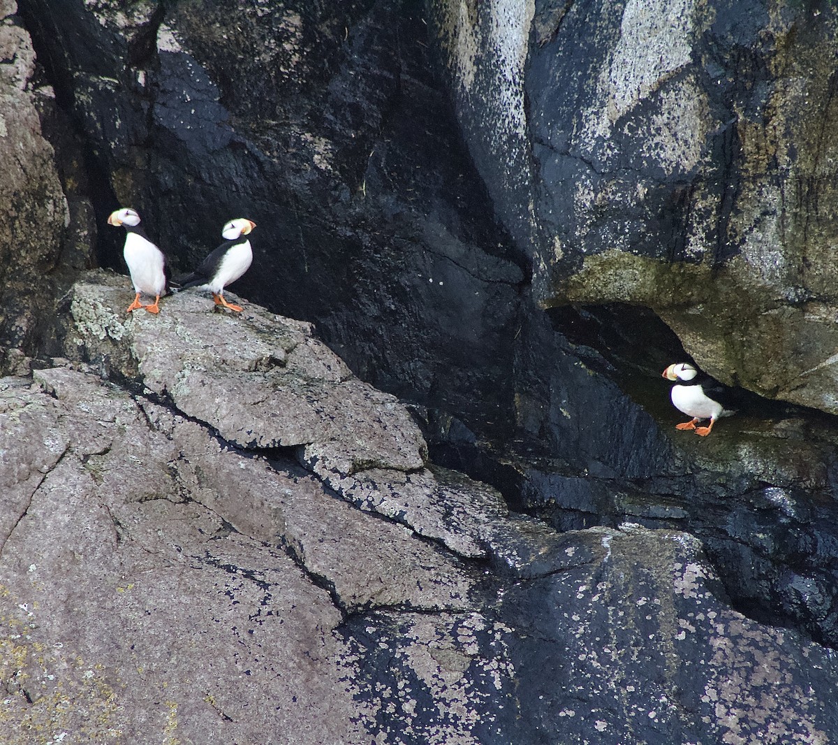 Horned Puffin - ML642673222