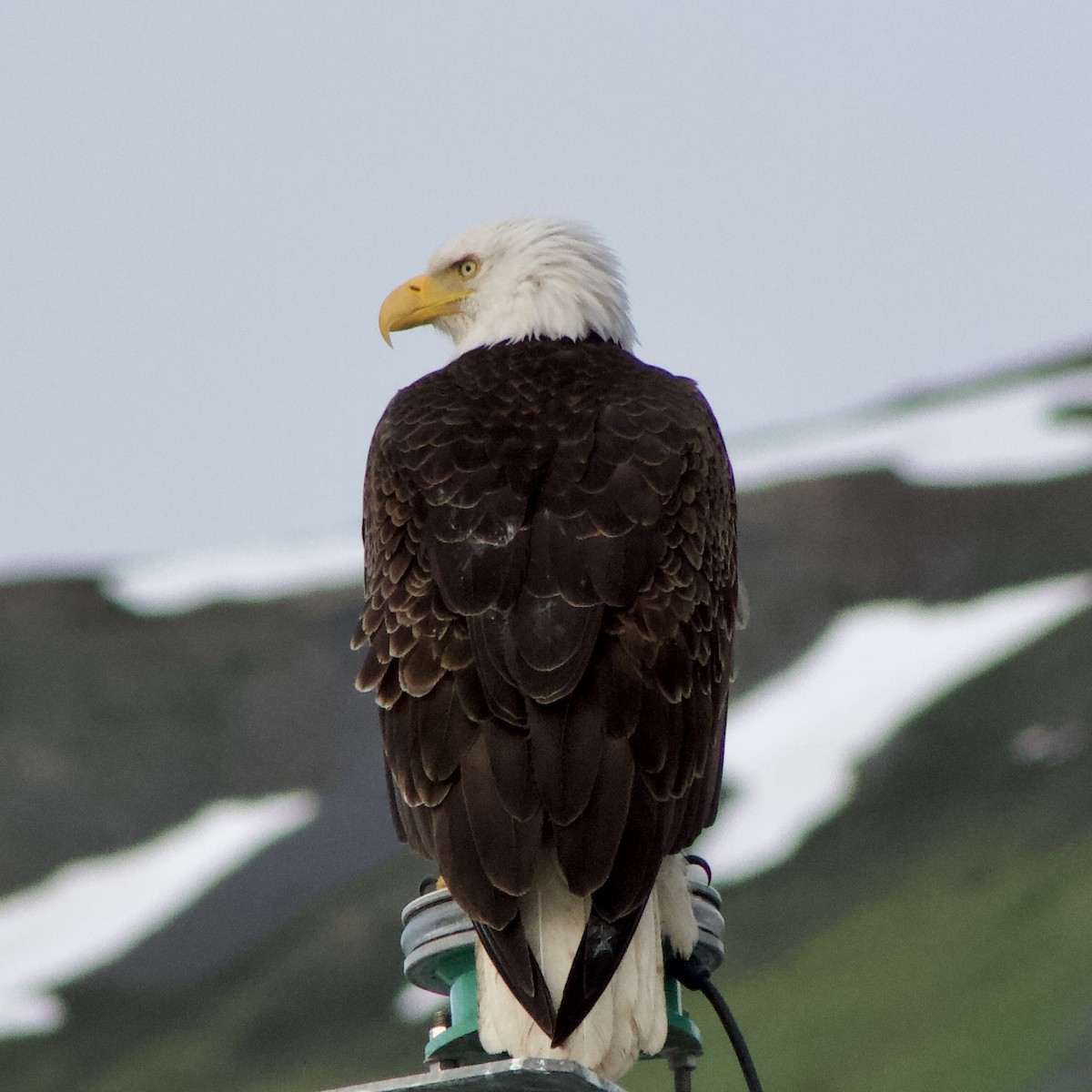 Bald Eagle - ML642673227