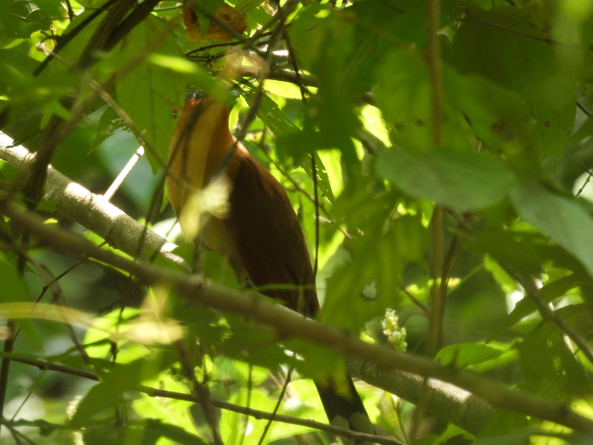 Gray-capped Cuckoo - ML642673243