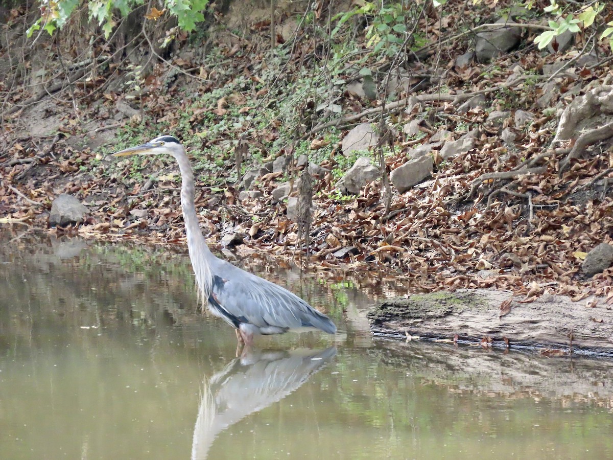 Great Blue Heron - ML642673258