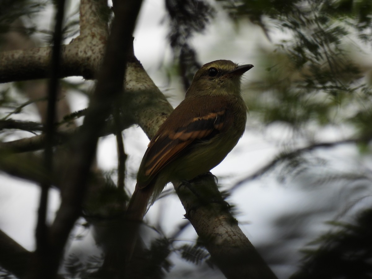Fuscous Flycatcher - ML642673263