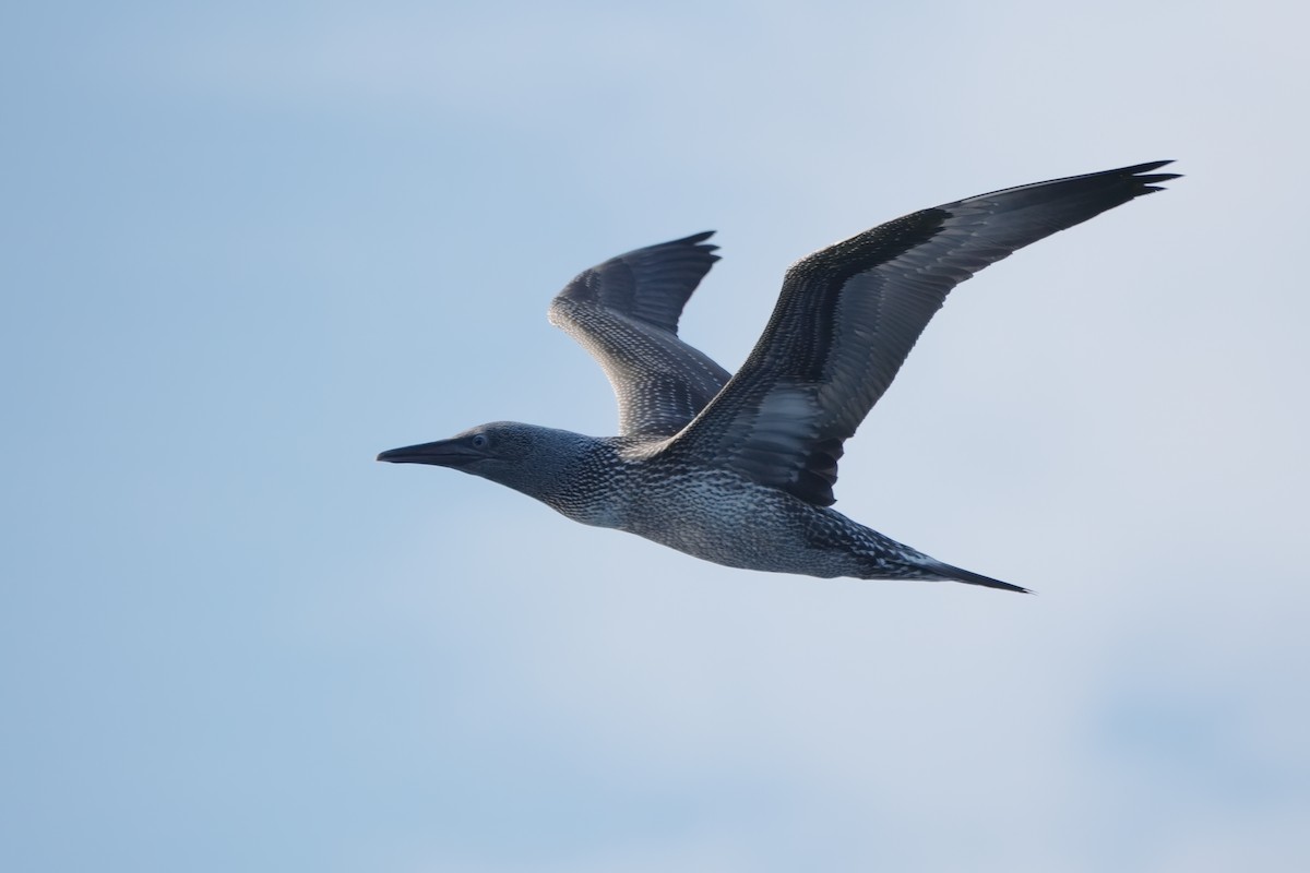 Northern Gannet - ML642673266