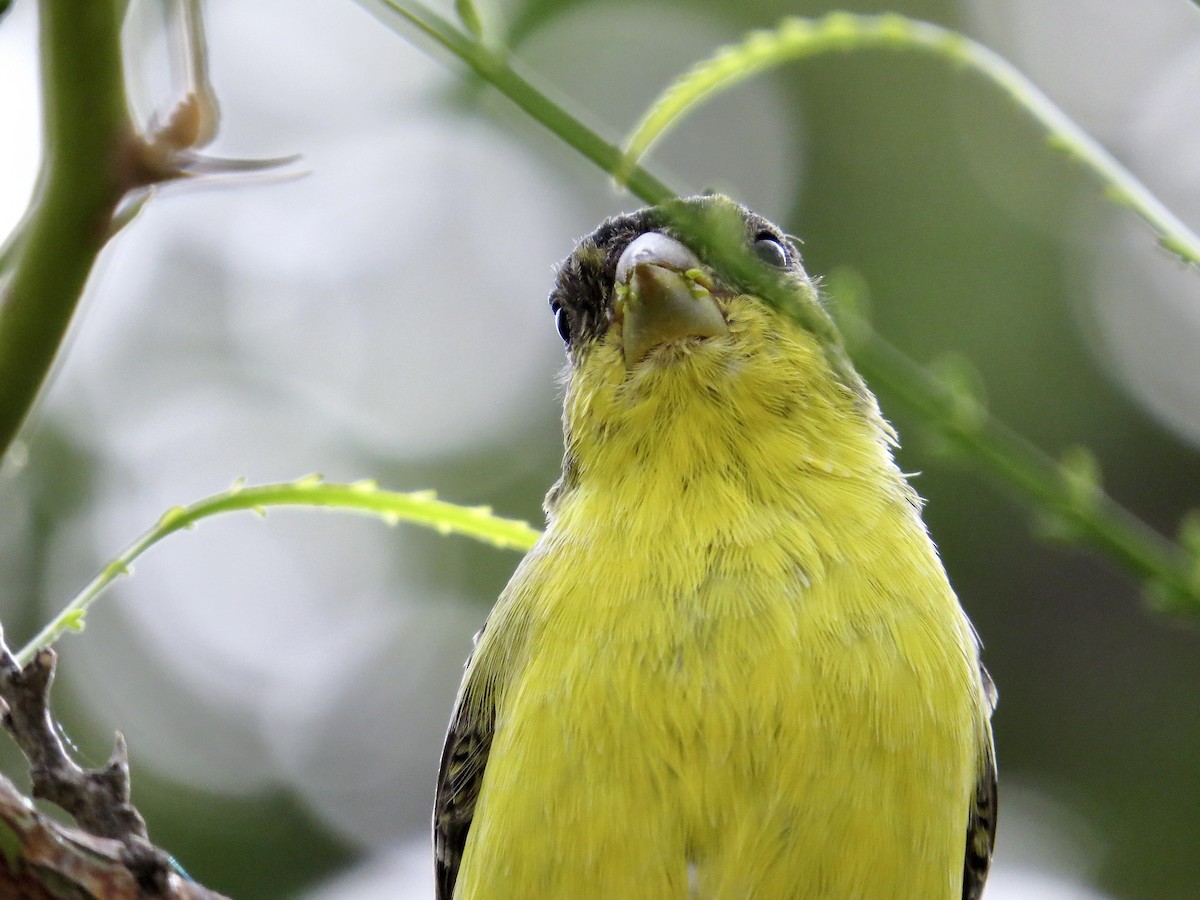 Lesser Goldfinch - ML642673275