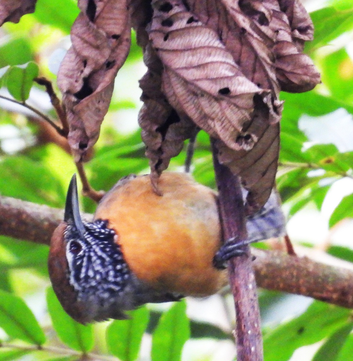 Rufous-breasted Wren - ML642673281