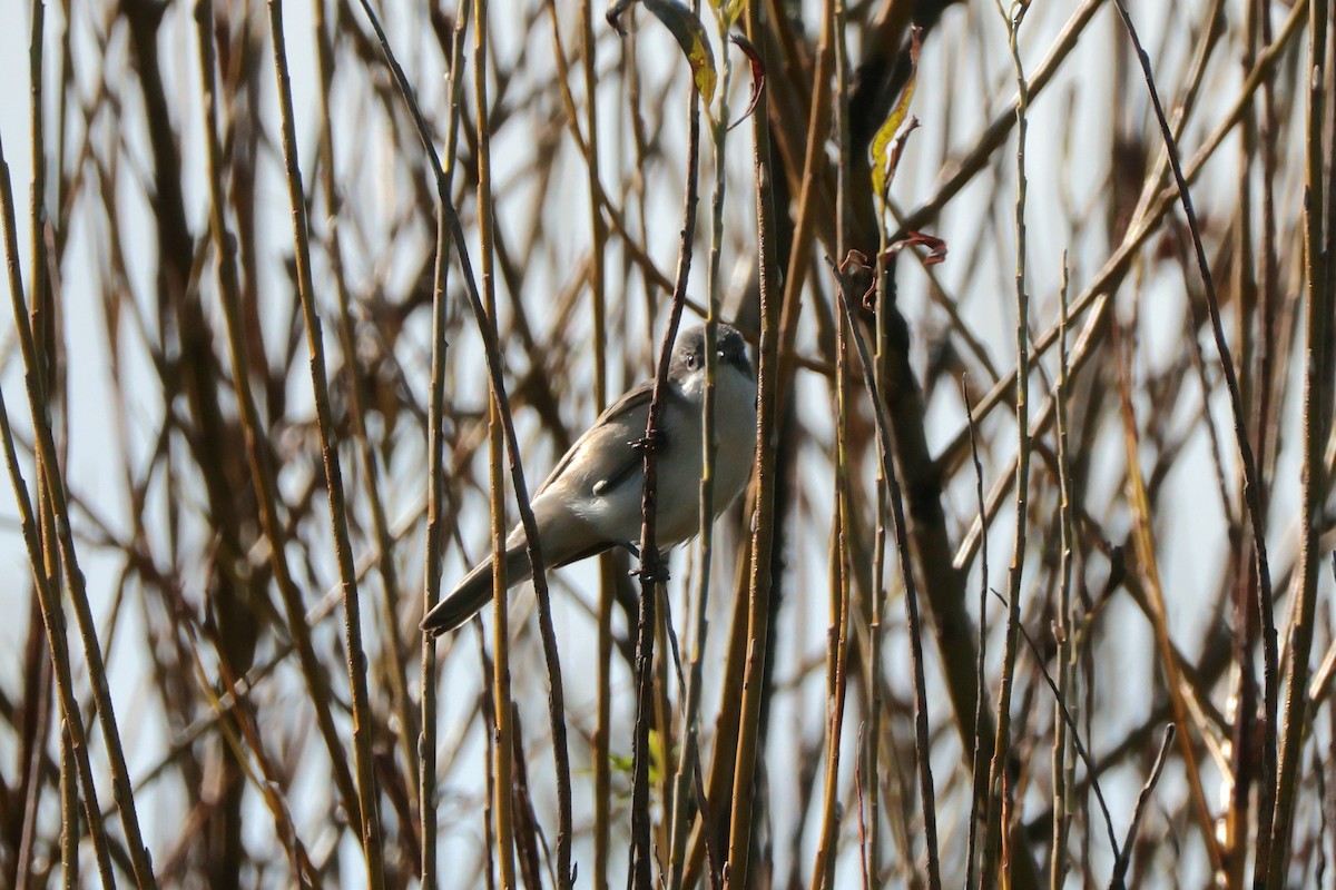 møller - ML642673282