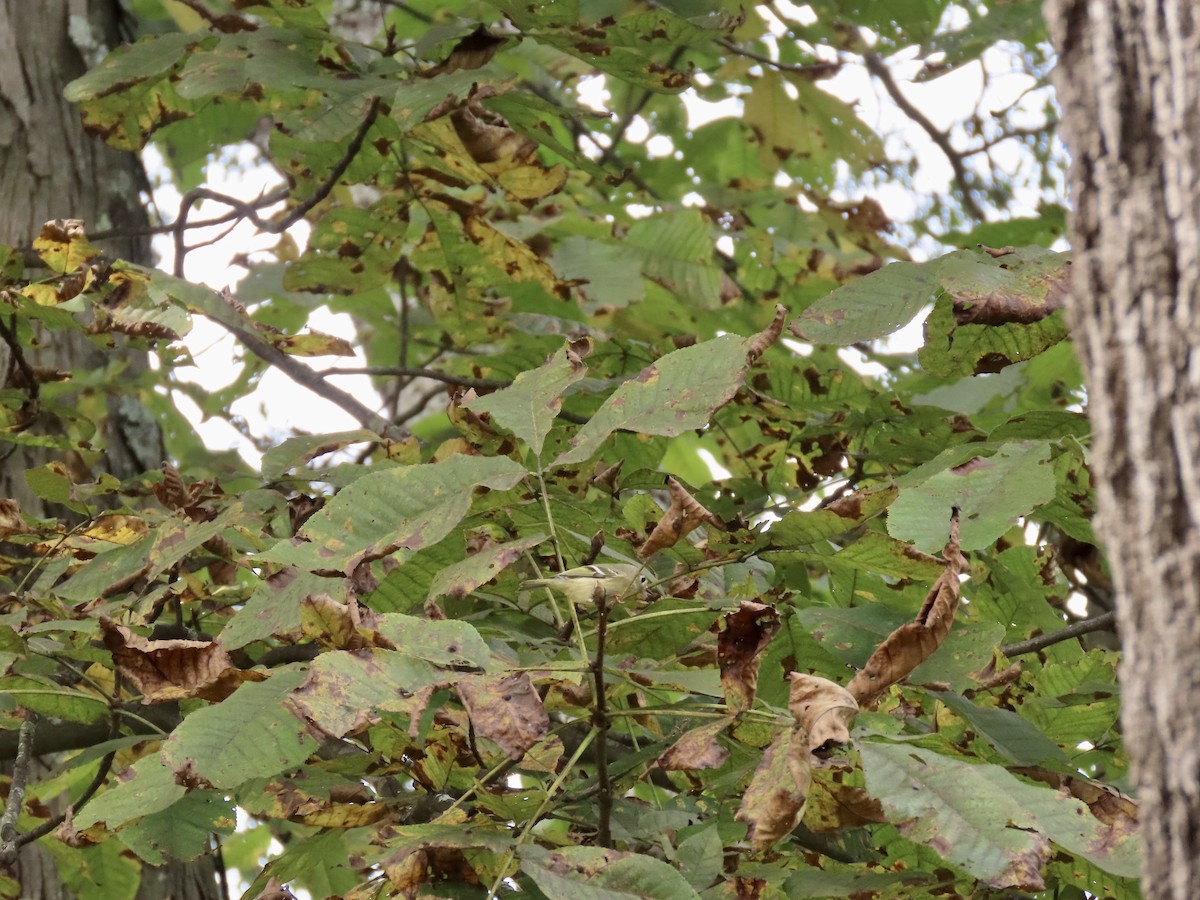Ruby-crowned Kinglet - ML642673289