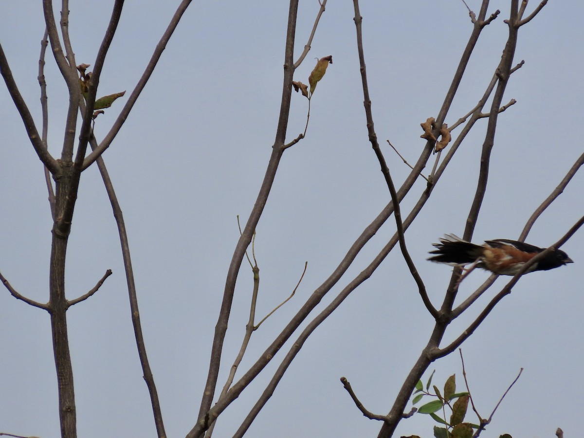 Eastern Towhee - ML642673298