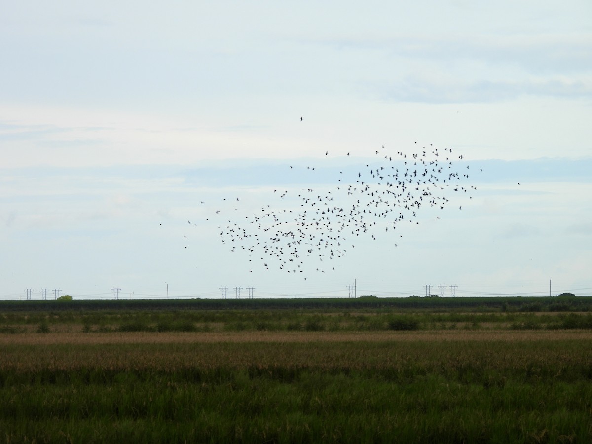 Bobolink - ML642673300