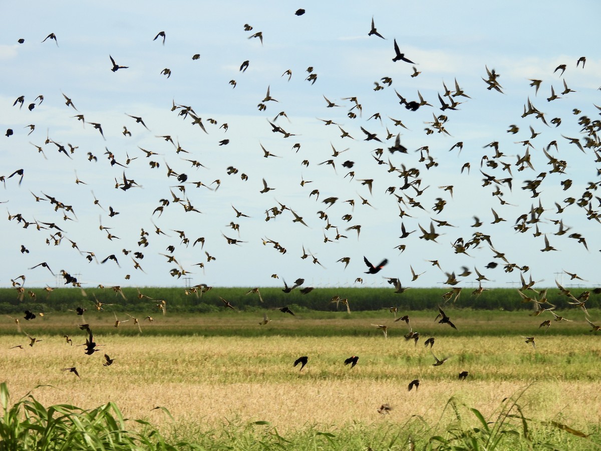 Bobolink - ML642673301