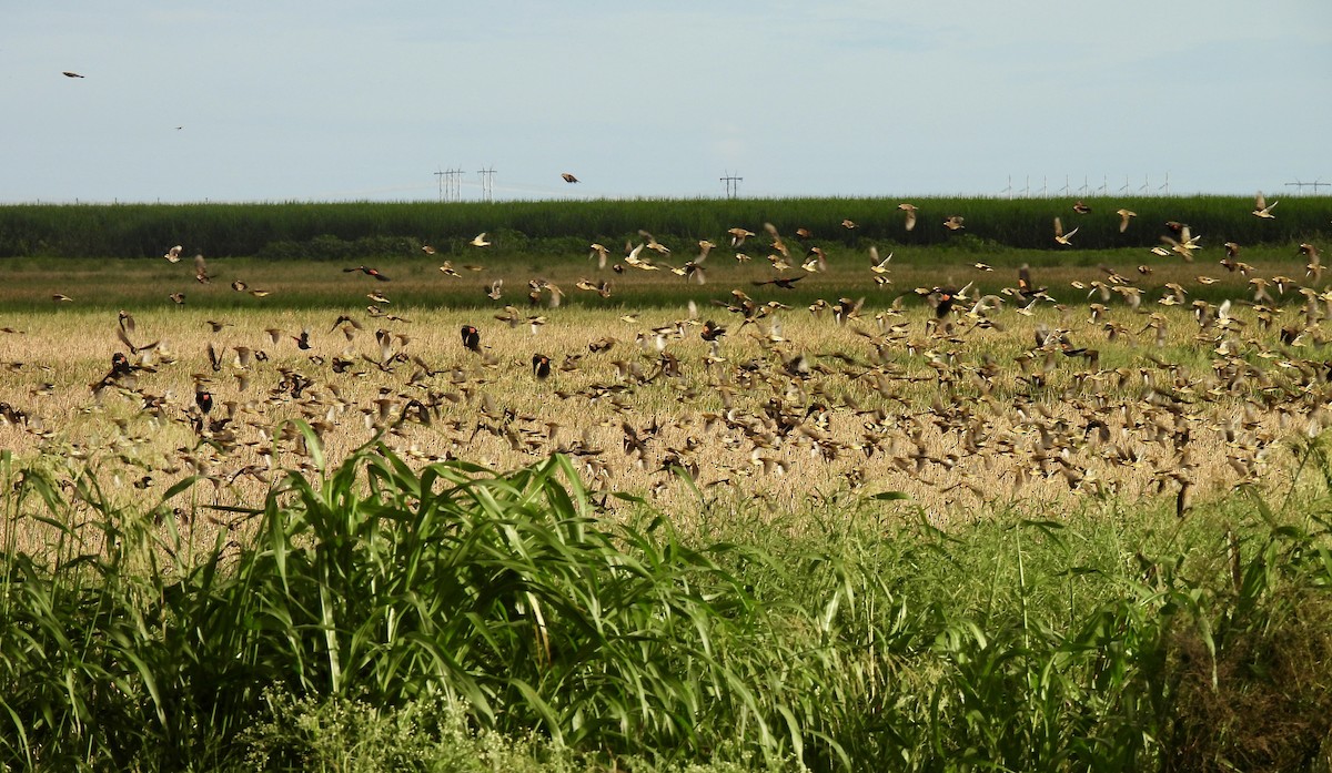Bobolink - ML642673302