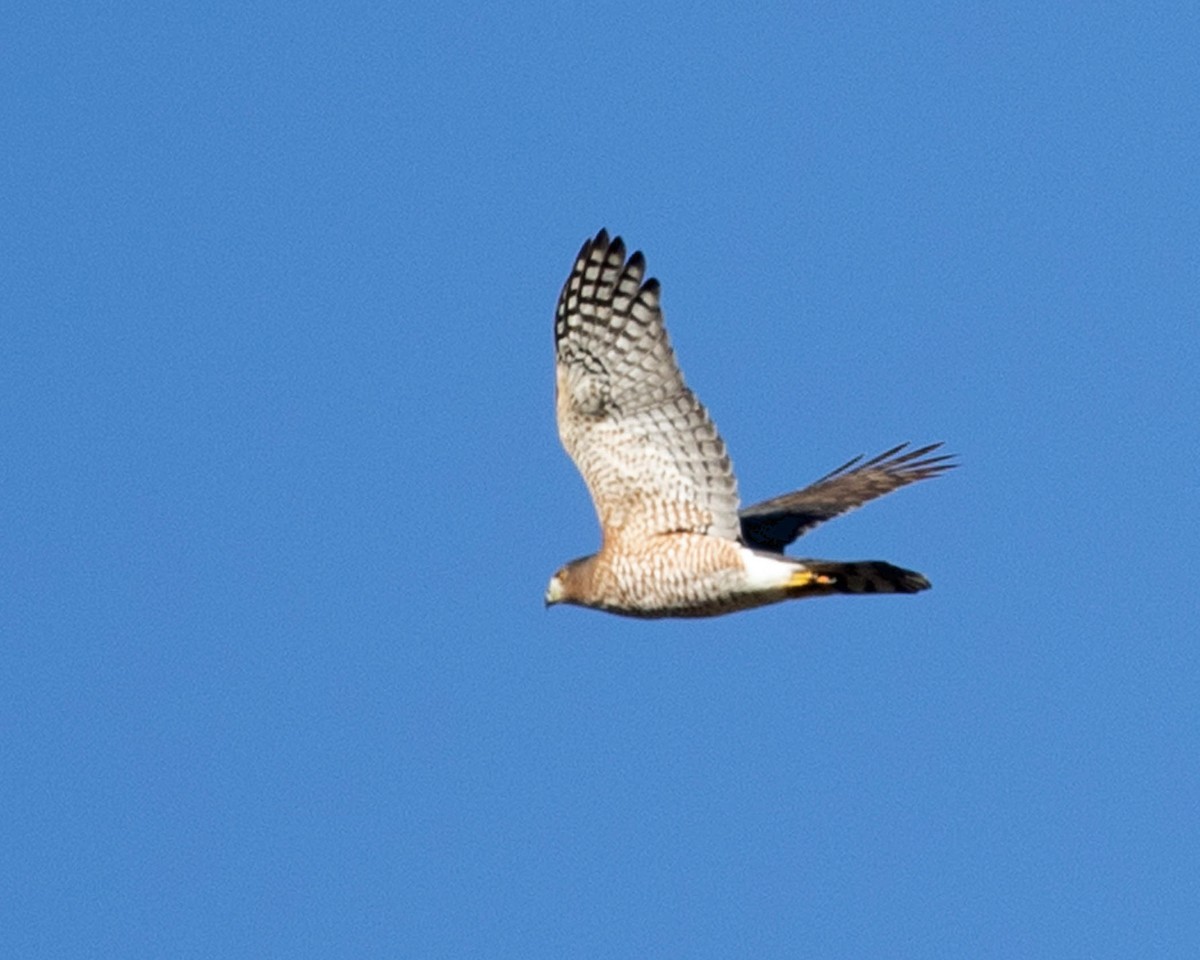 Sharp-shinned Hawk - ML642673303