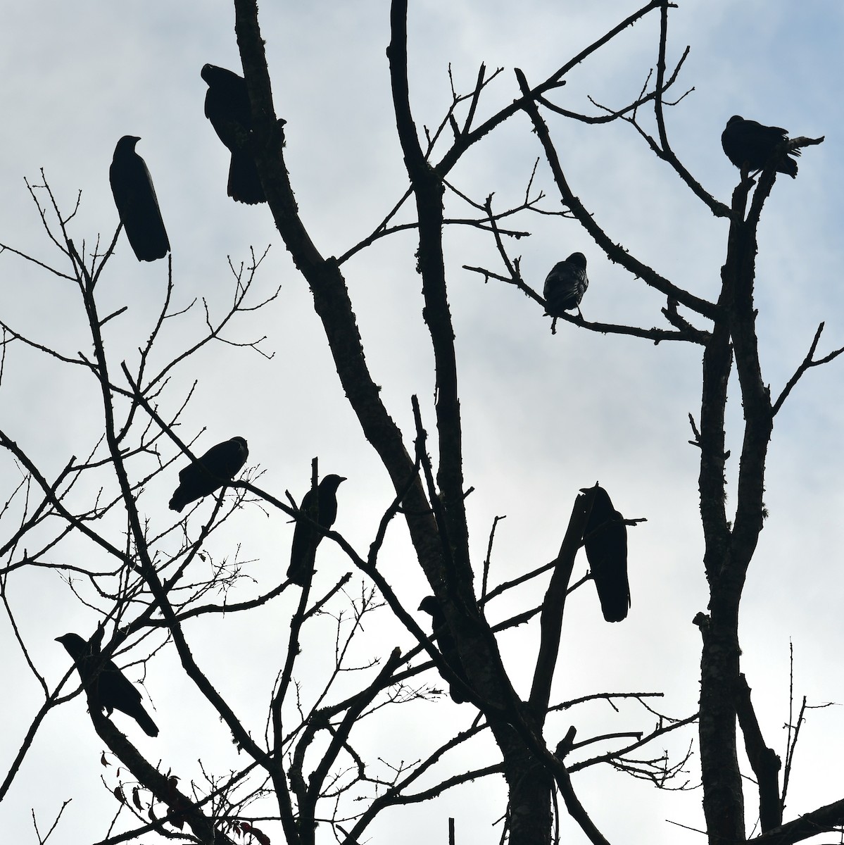 American Crow - ML642673304