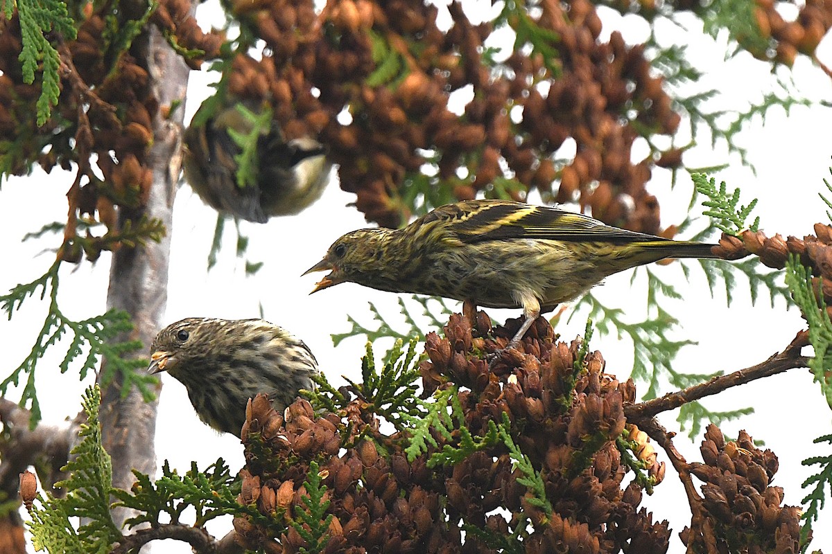 Pine Siskin - ML642673316