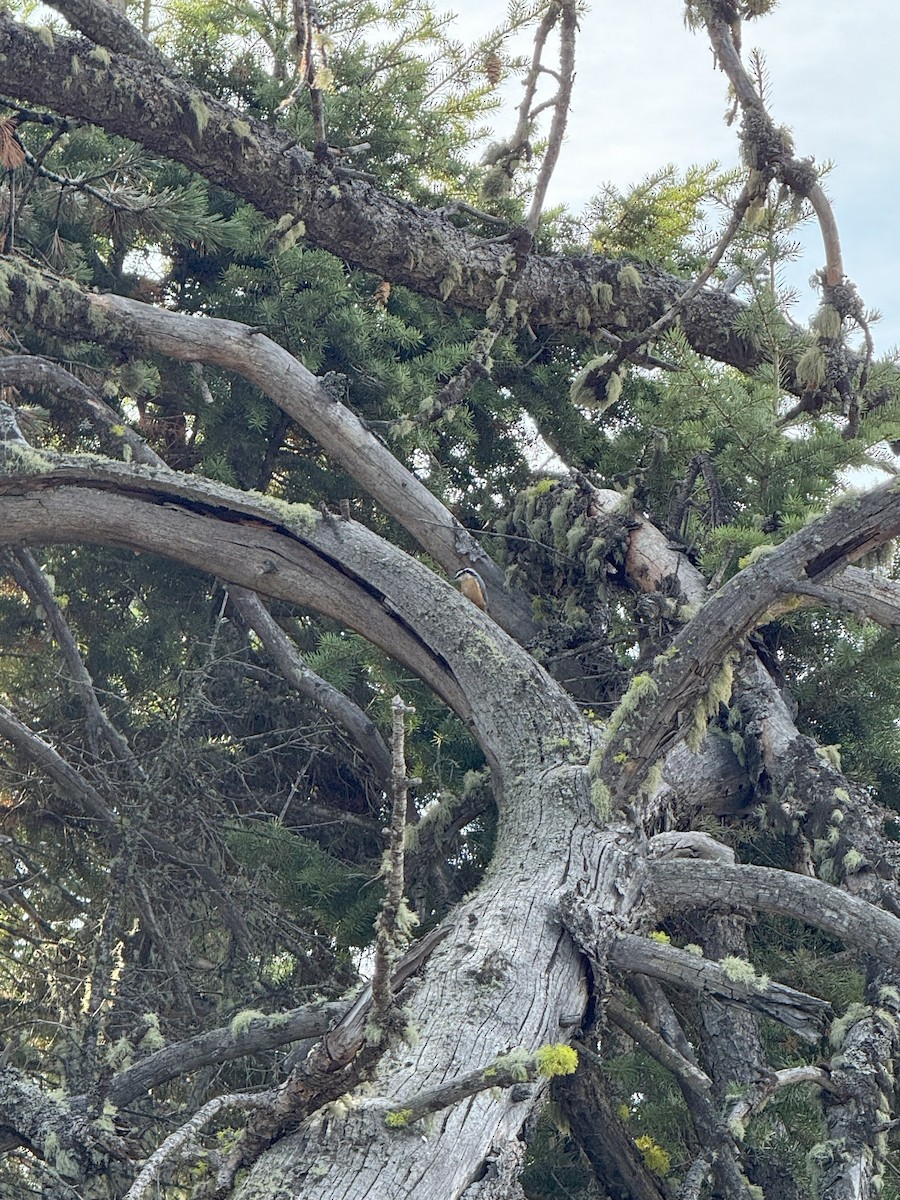 ムネアカゴジュウカラ - ML642673318
