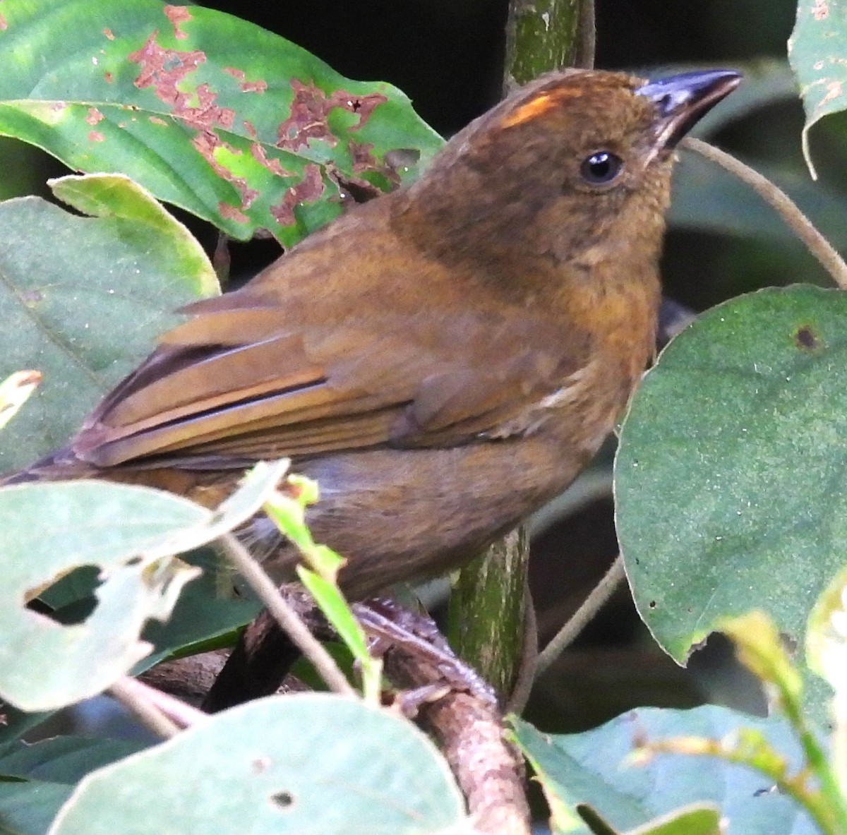 Red-crowned Ant-Tanager - ML642673320