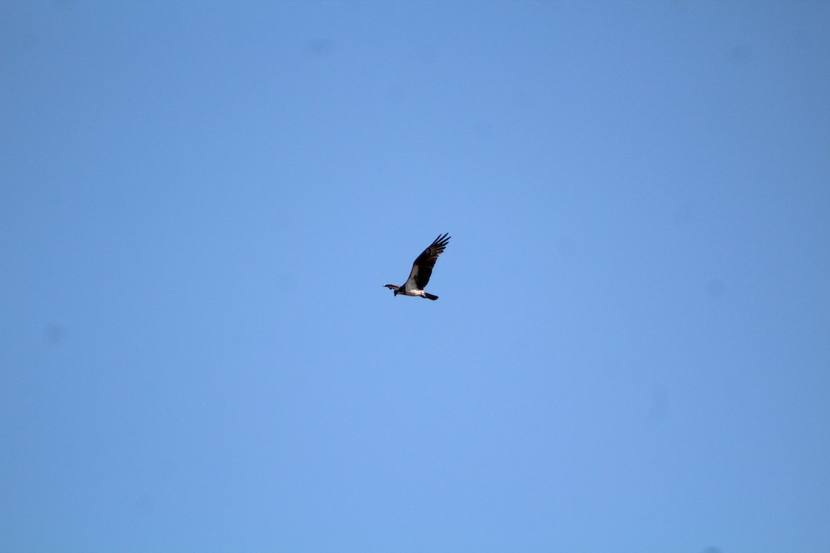 Osprey - ML642673333