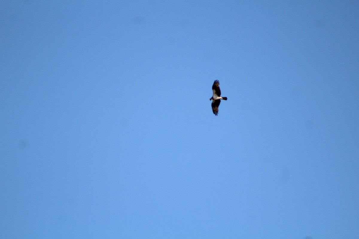Osprey - ML642673334