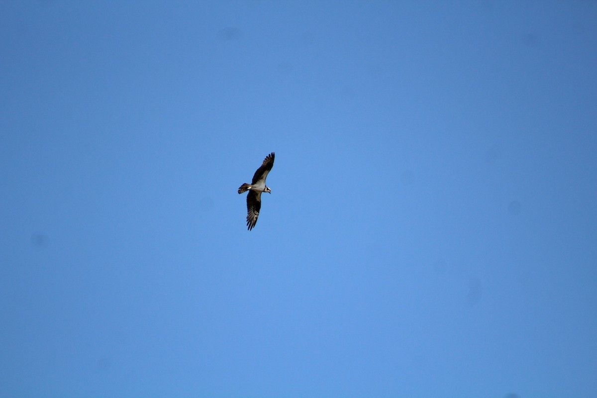 Osprey - ML642673338