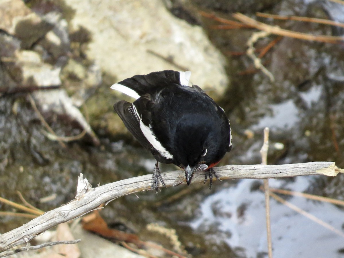 Painted Redstart - ML642673340
