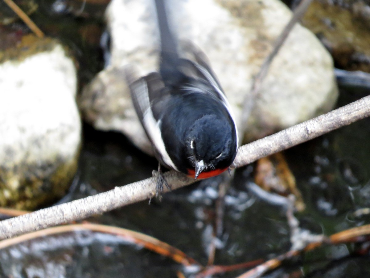 Painted Redstart - ML642673341