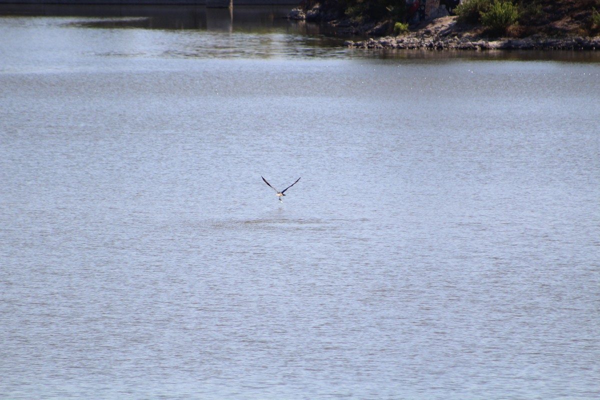 Osprey - ML642673347