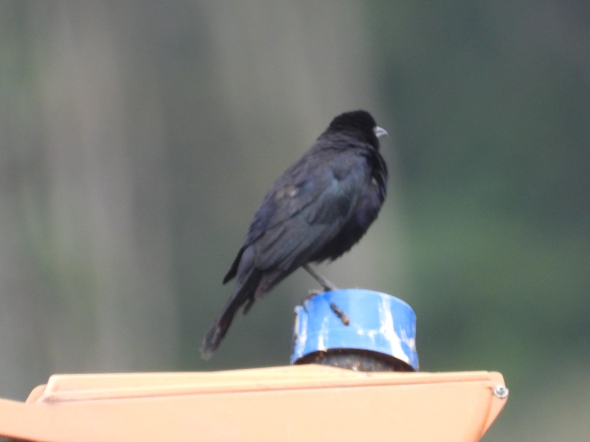 Carib Grackle - ML642673365