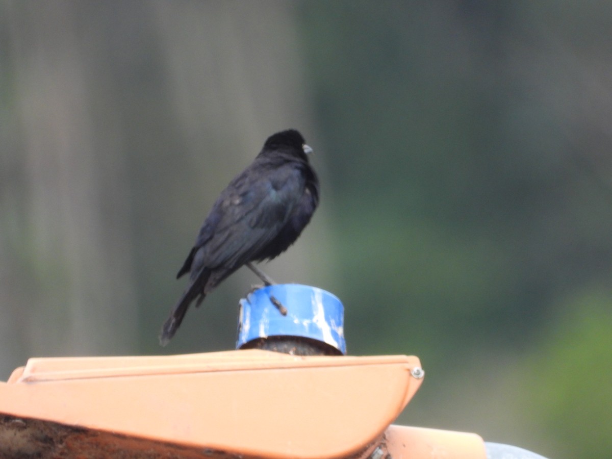 Carib Grackle - ML642673366