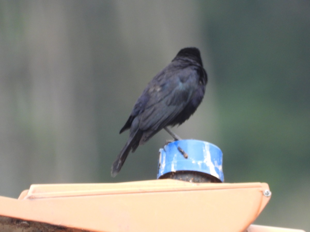 Carib Grackle - ML642673367